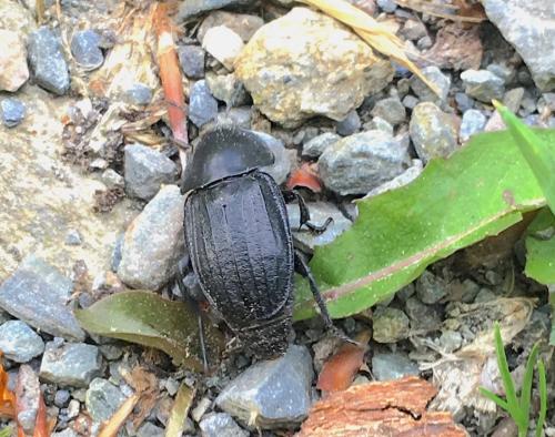 Silpha sp.